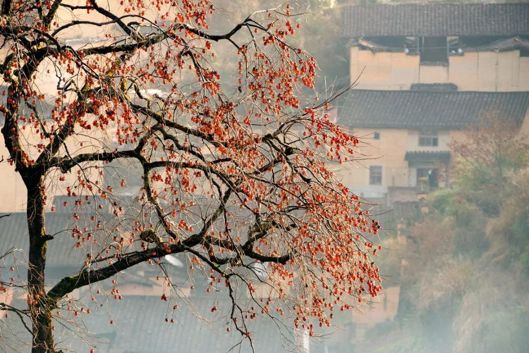 “霜降”：人間至此秋色盡，草木搖落露為霜