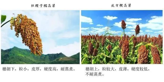 南北高粱對(duì)比 為什么釀造醬香酒一定要紅纓子糯