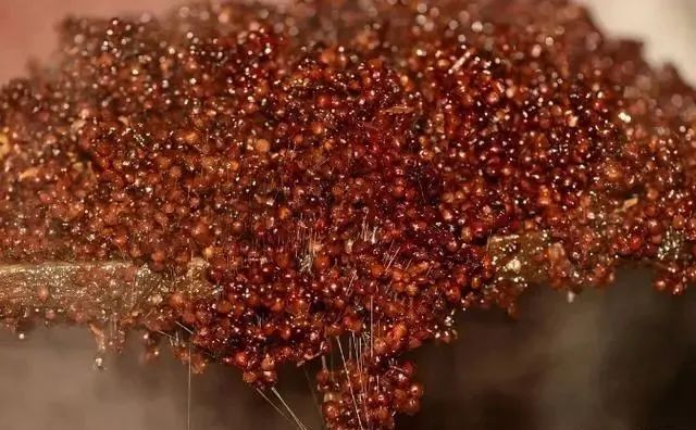 南北高粱對(duì)比 為什么釀造醬香酒一定要紅纓子糯