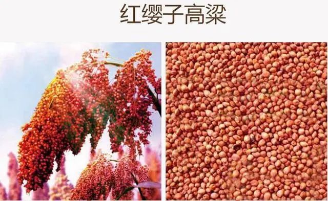 南北高粱對(duì)比 為什么釀造醬香酒一定要紅纓子糯