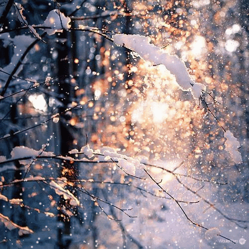 花雪隨風(fēng)不厭看
